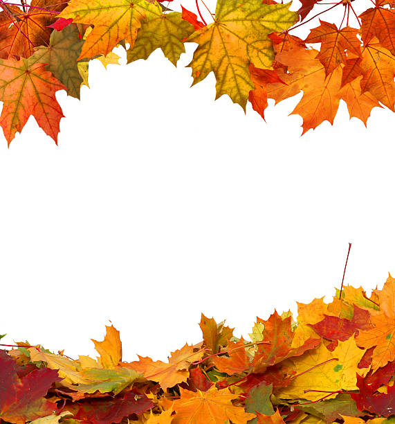 istock Autumn maple falling leaves isolated on white background 487171416