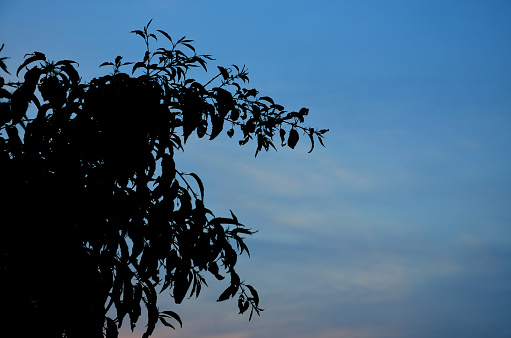 Silhouette of tree leaves on blue calm night sky