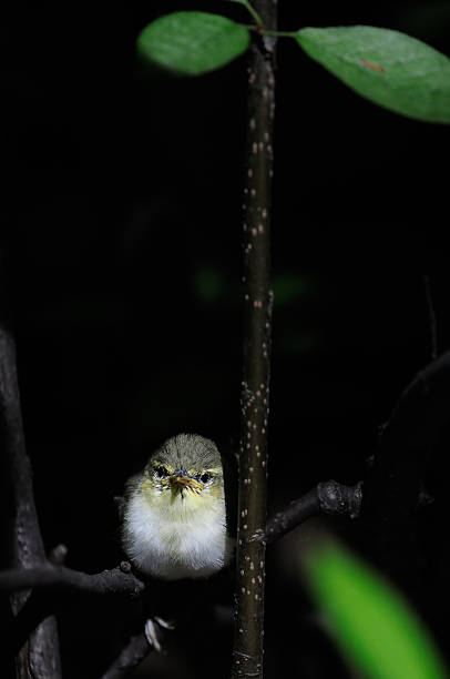 Wood Warbler chick next day after leaving the nest Wood Warller (Phylloscopus sibilatrix) after leaving the nest. Moscow region, Russia wood warbler phylloscopus sibilatrix stock pictures, royalty-free photos & images