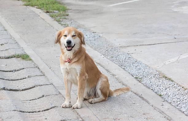 istock brown dog sit by the road 487172672
