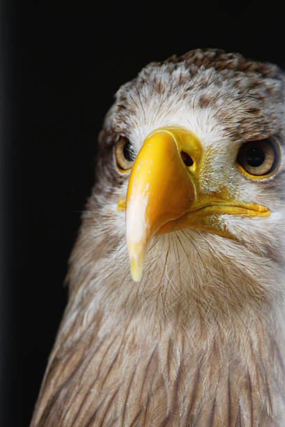 istock Portrait of a White-tailed eagle 487172824