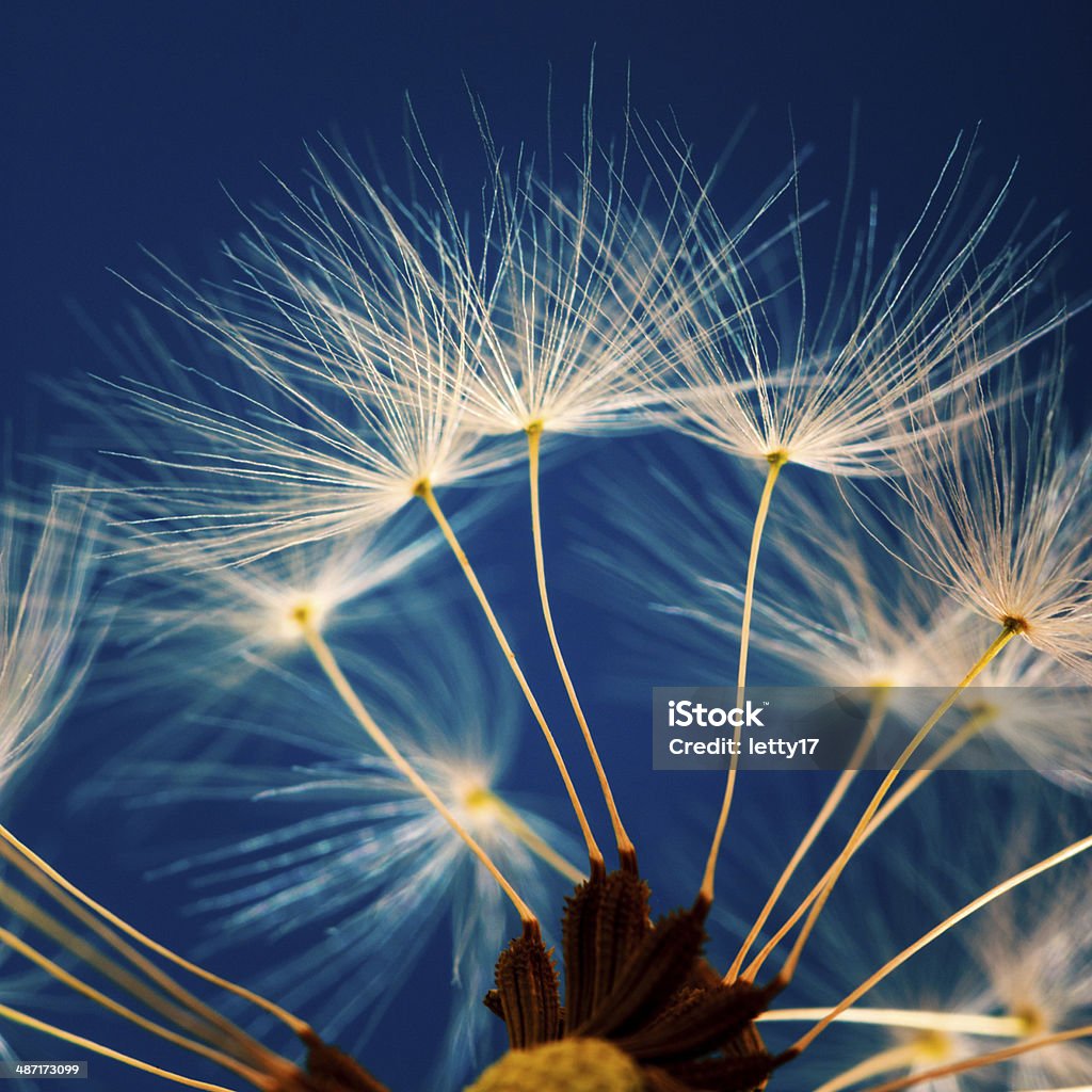 dandelion flower macro dandelion flower over dark blue background Abstract Stock Photo
