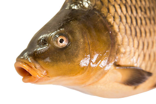istock Head of common carp 487173141