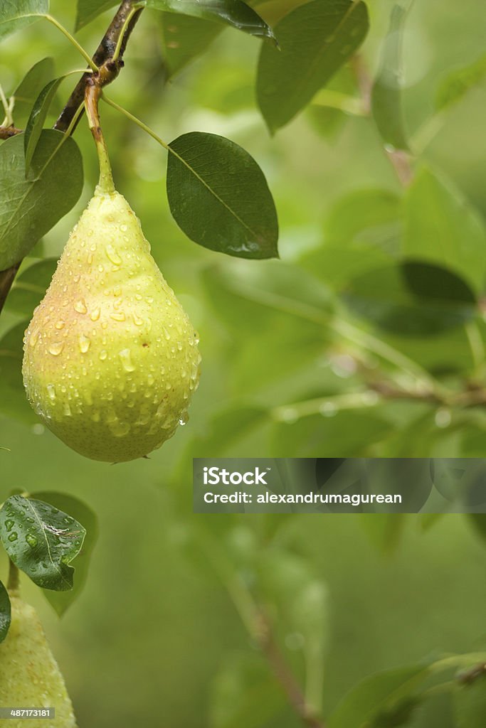 Pear On Branch Pear Tree Foliage.Organic Fruits. Agriculture Stock Photo