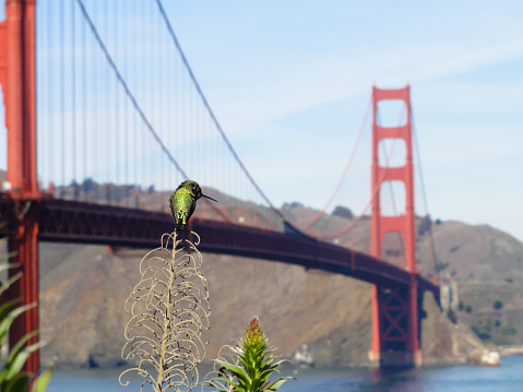 A hummingbird sitting on a branch in San Francisco, with the Golden Gate bridge in the background.