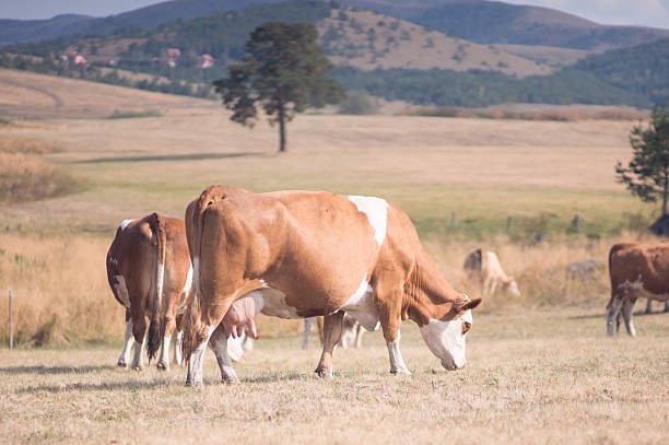 of 소 10gbaud에서 - low grass hill pasture 뉴스 사진 이미지