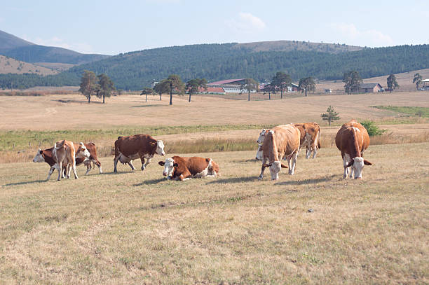 la vaca - low grass hill pasture fotografías e imágenes de stock