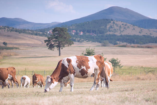 vacas de pastoreo en un prado - low grass hill pasture fotografías e imágenes de stock