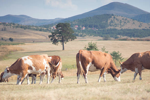 la vaca - low grass hill pasture fotografías e imágenes de stock