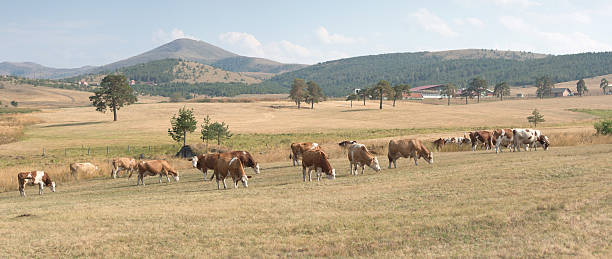 소 방목하다 한 메도 - low grass hill pasture 뉴스 사진 이미지