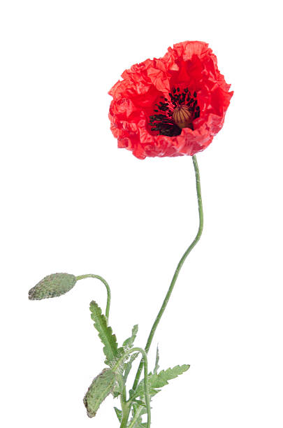 istock single red poppy isolated on white 487176166