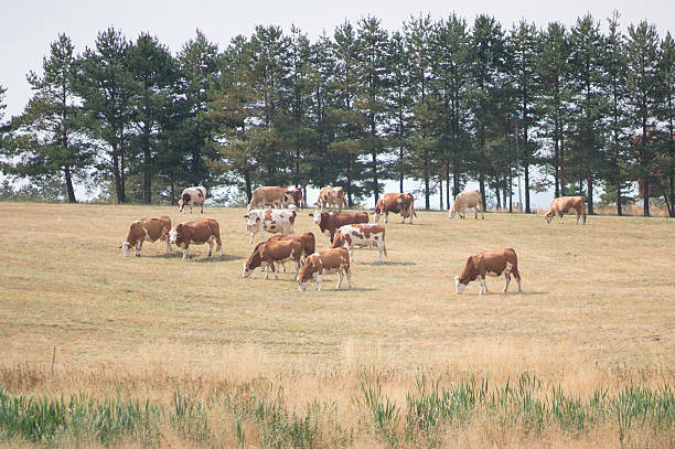 of 소 10gbaud에서 - low grass hill pasture 뉴스 사진 이미지