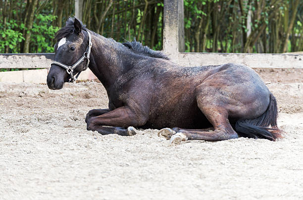 Black Horse sitting on the sand in paddock.