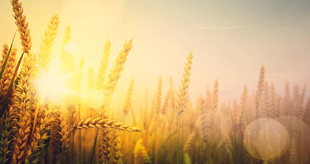 istock art golden wheat field and sunny day 487176502