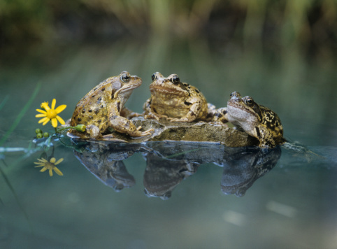 European tree frog (Hyla arborea) climbing on reed.