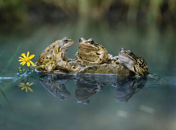 Frogs Sitting on Rock