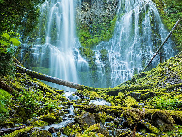 cataratas de'proxy', do willamette floresta nacional central no oregon - lower proxy falls imagens e fotografias de stock