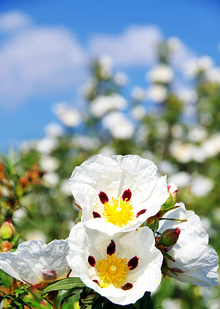 Gum rockrose - Cistus ladanifer