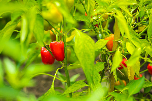 istock Sweet peppers on the vine 487177742
