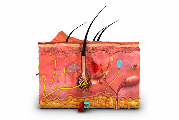 Skin Skin is a collection of sciencepics cross section of skin stock pictures, royalty-free photos & images