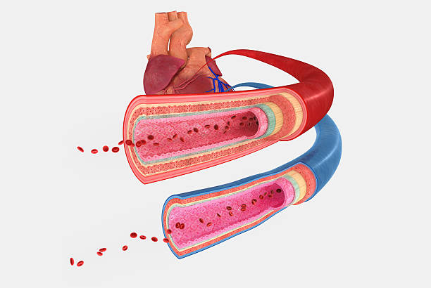 naczyń krwionośnych - human blood vessel human artery human cardiovascular system human vein zdjęcia i obrazy z banku zdjęć