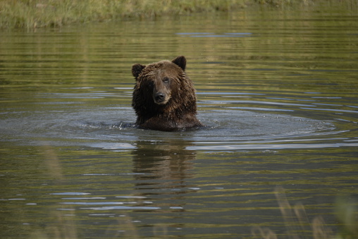 Grizzly bear looking for fish in stream flowing into Yellowstone Lake in the Yellowstone Ecosystem in western USA, of North America. Nearest cities are West Yellowstone, Bozeman, Billings, Gardiner, and Cooke City, Montana., Cody and Jackson Wyoming, Denver, Colorado and Salt Lake City, Utah.