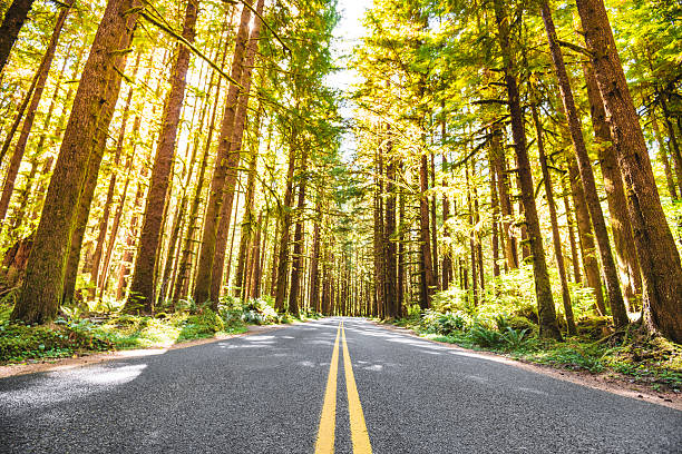 istock on the road on the sequoia woods 487178440