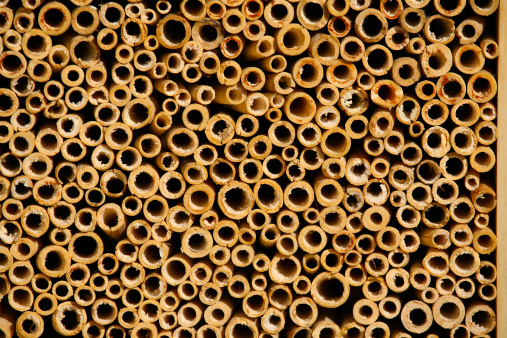 Bee hotel close up