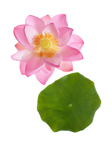 studio shot of a beautiful opening sacred lotus isolated on white with leaf, view from above