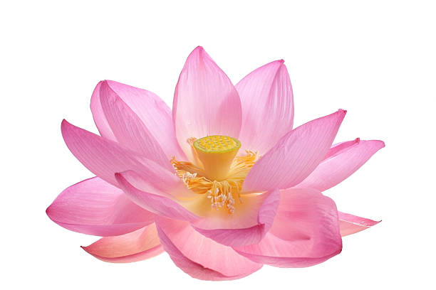 Beautiful opening pink sacred lotus stock photo