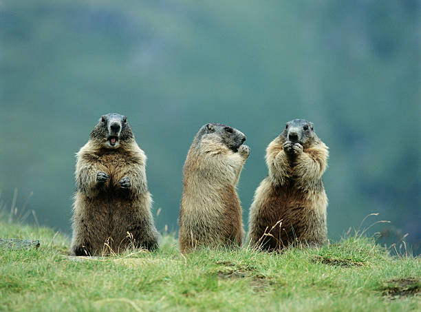 Birds in Flight Three Marmots woodchuck photos stock pictures, royalty-free photos & images