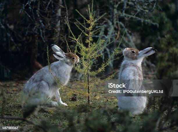 Two Hares Nibbling On Small Tree Stock Photo - Download Image Now - Animal Wildlife, Animals In The Wild, Eating