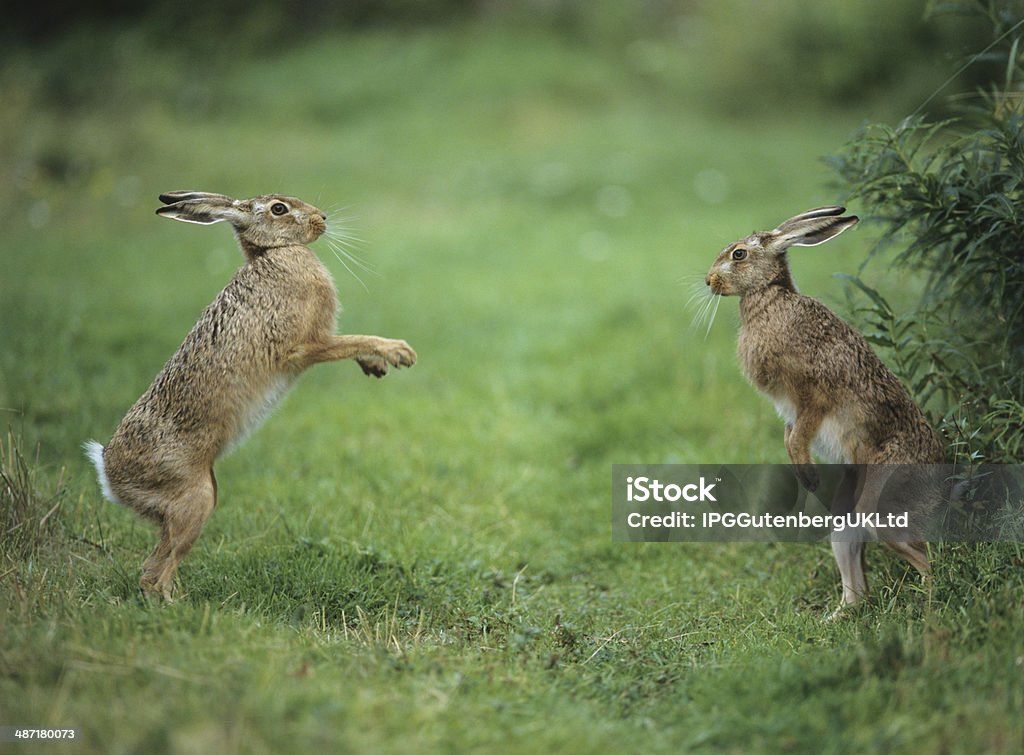 Two Aggressive Hares Activity Stock Photo