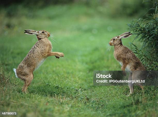 Two Aggressive Hares Stock Photo - Download Image Now - Activity, Aggression, Animal Wildlife