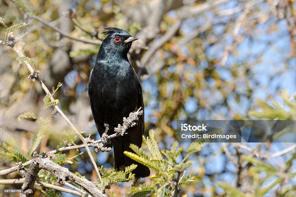 Phainopepla 鳥、雄（アリゾナ州） - ヒタキのロイヤリティフリーストックフォト