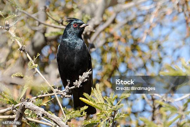 Phainopepla 鳥雄アリゾナ州 - ヒタキのストックフォトや画像を多数ご用意 - ヒタキ, アリゾナ州, スズメ亜目