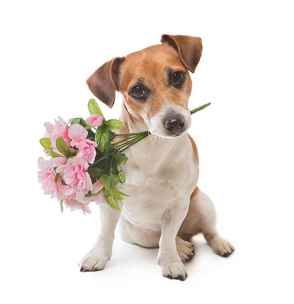 istock Dog pleasant surprise flower 487180307