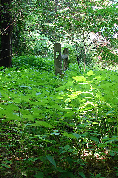 istock Sun beam in Weeds, Spring forest, Pennsylvania 487180746