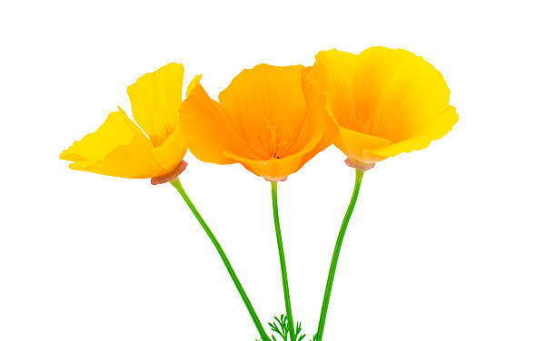 istock Eschscholzia californica flower 487181506