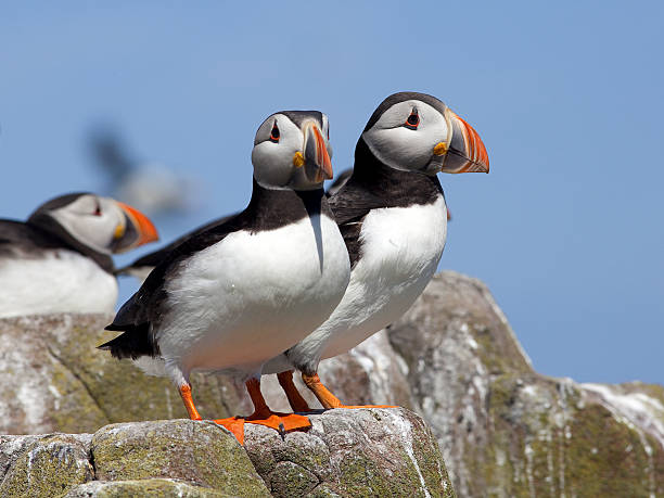 istock Puffins on the Farne Islands, Northumberland 487182586