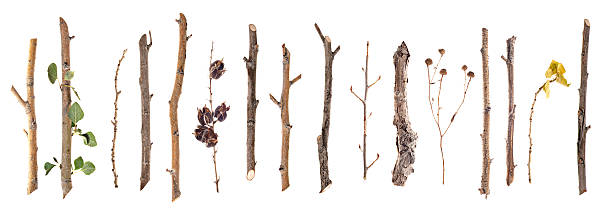 twigs et bâtons isolé sur blanc - fine wood photos et images de collection