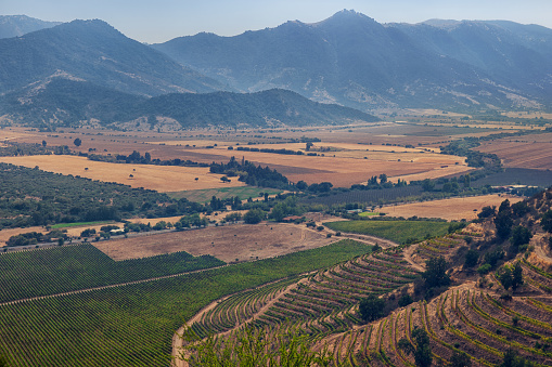Ripe fresh grapes grow in beautiful mountain valley in Colchagua region, Chile, South America