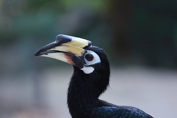 istock beautiful hornbill on a bright background close up 487185904