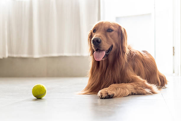 istock The golden retriever 487187428