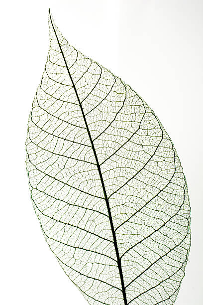 istock Leaf skeletons  showing the veins with room for copy 487187480