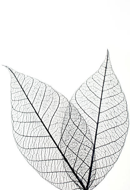 istock Leaf skeletons  showing the veins with room for copy 487187512