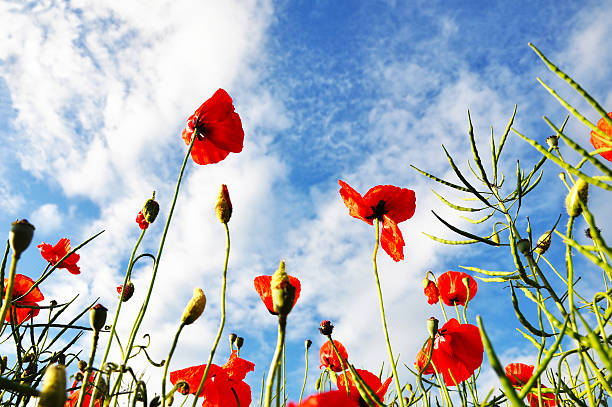istock Red poppy field close-up 487188266