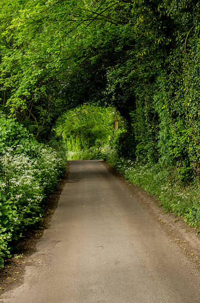 istock wooden tunnel 487191080