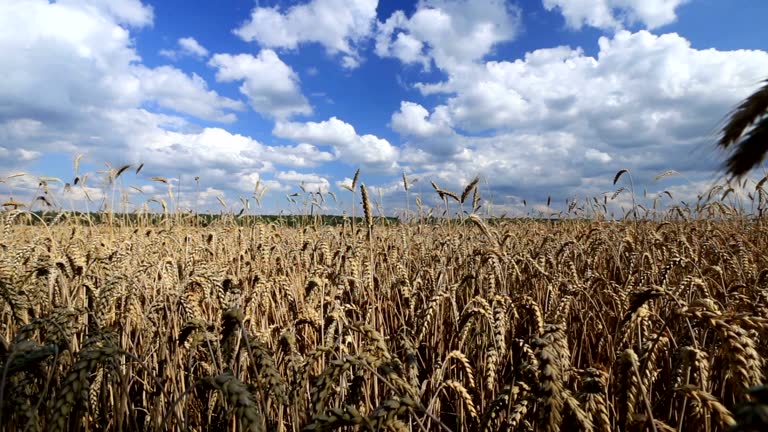 Rye field.