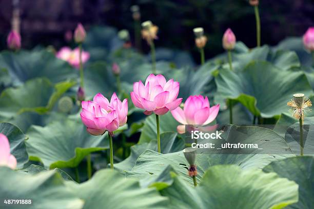 Pink Lotus Flowers In Baile Felix Transylvania Stock Photo - Download Image Now - 2015, Animal Wildlife, Beauty